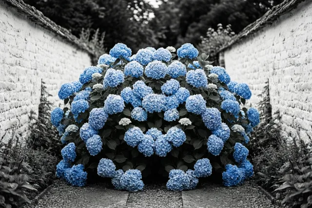 Een grote struik met lichtblauwe hortensia's hangt over een grindpad tussen twee witgekalkte bakstenen muren, met een monochrome achtergrond die de blauwe bloemen benadrukt.