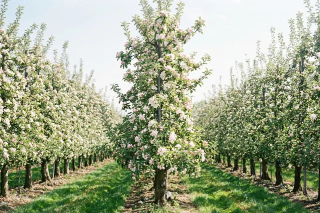 De boomgaard begroet de lente
