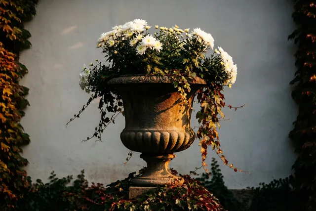 Een stenen urn vol witte chrysanten en overhangende klimop staat tegen een lichtgrijze muur in warm goudkleurig licht.