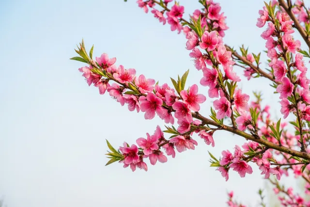 Een tak met roze perzikbloesems en groene bladeren loopt schuin door het beeld tegen een bleke blauwe hemel in zacht natuurlijk licht.