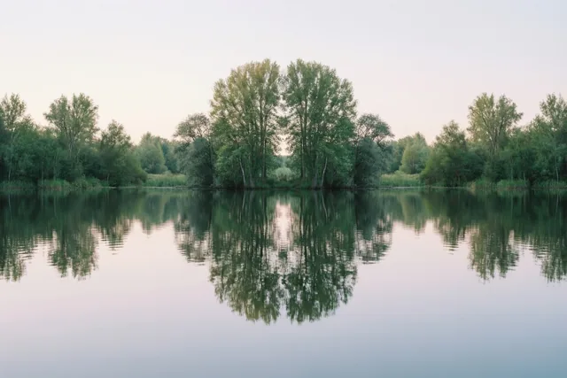 Een rij groene bomen weerspiegelt in kalm water met zachte rimpels onder een bleke hemel, in gedempte tinten.