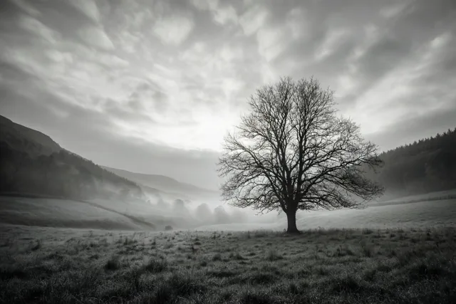Een kale boom staat bij het eerste daglicht in een mistige vallei en steekt af tegen zachte grijze wolken in een monochroom landschap.