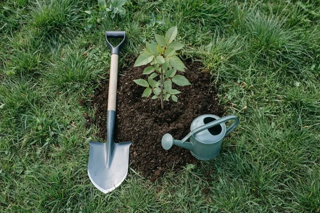 Een pas geplante jonge boom staat in donkere aarde tussen groen gras, met een spade en een kleine gieter ernaast.