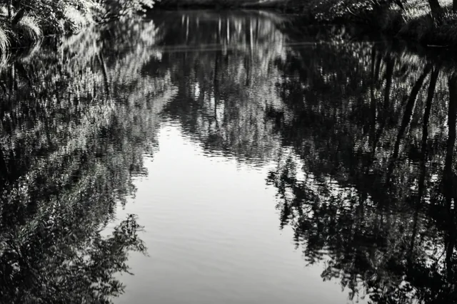 Een zwart-witfoto toont bomen die weerspiegeld worden in rustig water met lichte rimpels, omlijst door begroeiing langs de oevers.