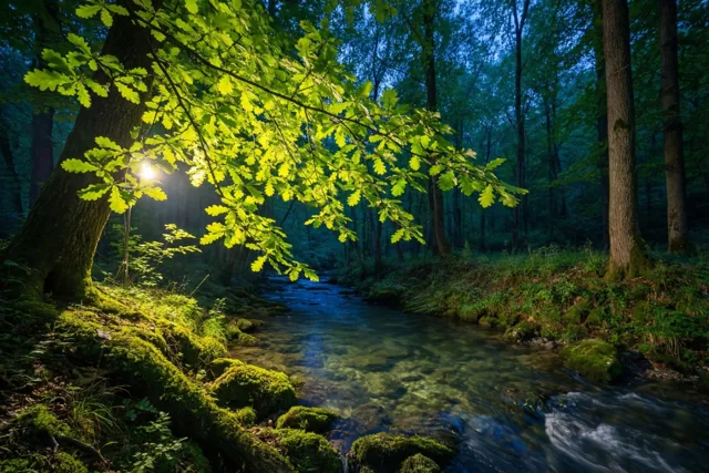 Een bosbeek stroomt door een bemost bos met zonbeschenen groene eikenbladeren op de voorgrond en diepe blauwe tinten in het beeld.