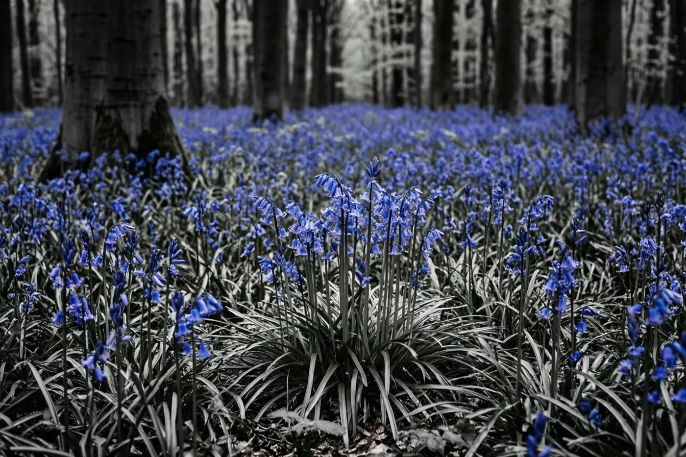 Boshyacinten bedekken een bosbodem met bomen op de achtergrond, in overwegend blauwe, zwarte en grijze tinten.