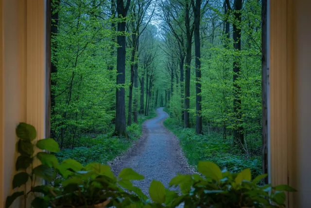 Door een raam is een kronkelend bospad tussen frisgroene bomen te zien, met potplanten op de voorgrond.