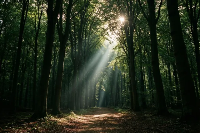 Zonnestralen vallen tussen hoge beuken op een rustig bospad, omgeven door diepe groene en aardbruine tinten.