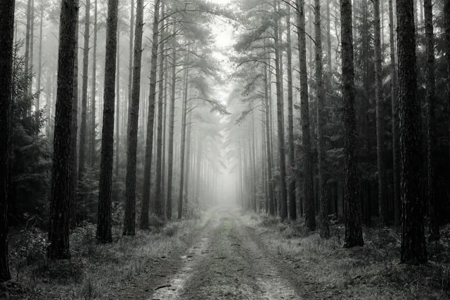 Een smal onverhard pad slingert door een dicht bos met hoge dennen en verdwijnt in zachte mist, in een monochroom beeld.
