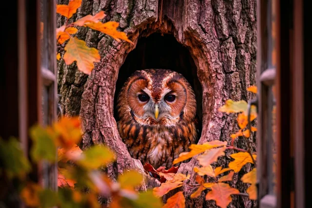 Een bosuil kijkt uit een holte in een oude eik, met oranje en gele herfstbladeren rondom in een bos met warme aardetinten.