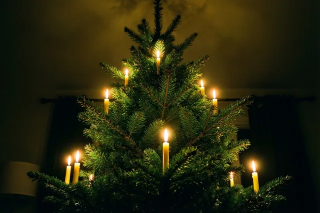 Een groene kerstboom met echte brandende kaarsen op de takken staat in een donkere kamer, verlicht door warmgele vlammetjes.
