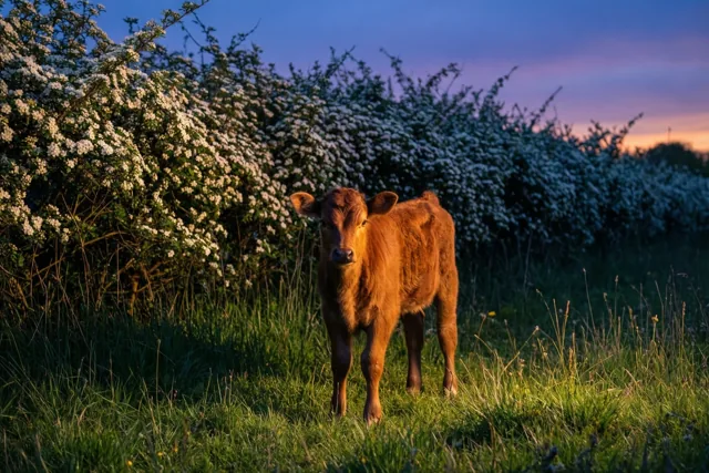 Een jong bruin kalf kijkt naar de camera vanuit een grasveld voor een witbloeiende haag, onder een blauw-paarse schemerlucht met wat oranje aan de horizon.