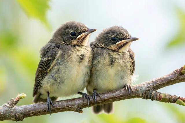 Twee jonge vogels met pluizige bruine en witte veren zitten dicht tegen elkaar op een tak met duidelijke structuur, tegen een wazige achtergrond in groene en lichte tinten.