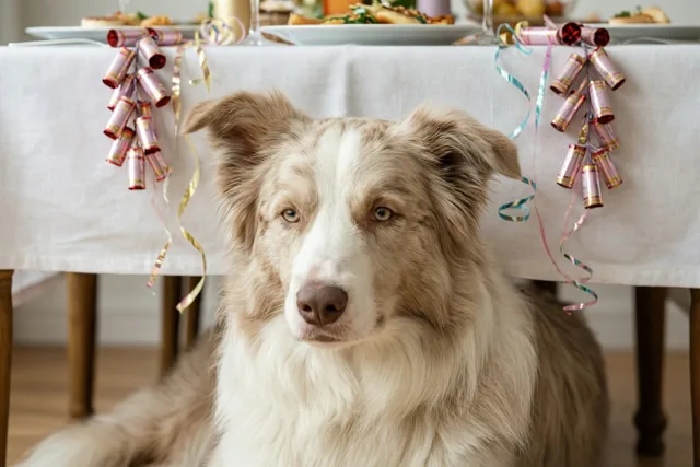 Zachte nieuwjaarswensen van de hond