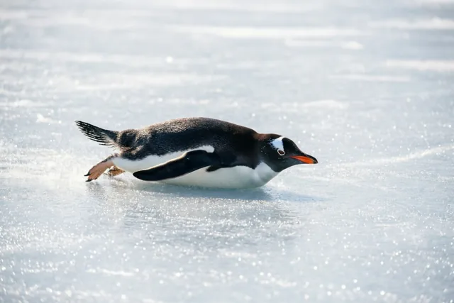 Buikschuiven met de pinguïn