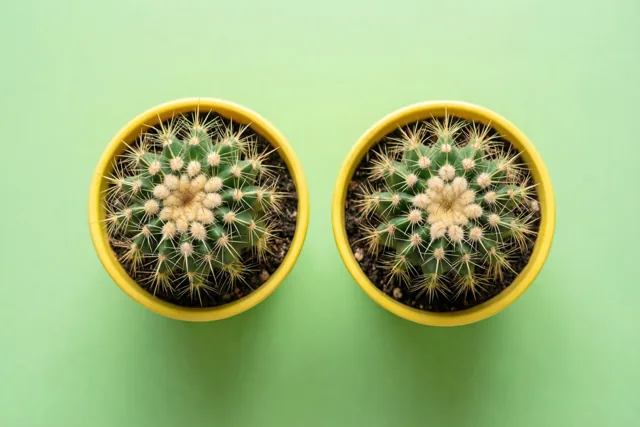 Twee cactusjes, dikke vrienden