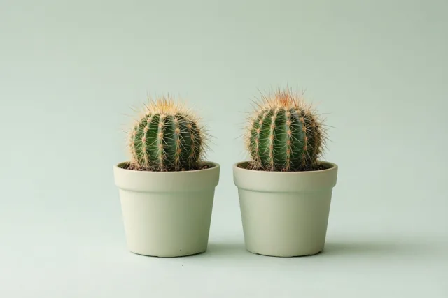 Twee kleine identieke cactussen met stekels staan naast elkaar in lichtgroene potten op een effen lichtgroene ondergrond.