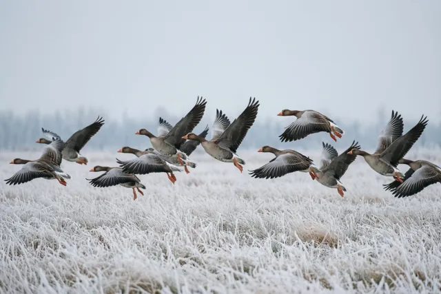 Wintervlucht van de ganzen