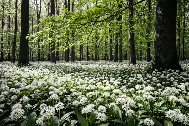 Wit en groen ontwaken