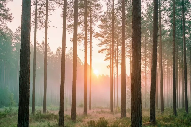 Een roze ochtend in het bos