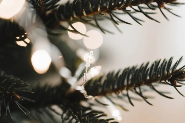 Donkere dennennaalden zijn van dichtbij te zien, met onscherpe lichtjes op de zacht verlichte achtergrond.