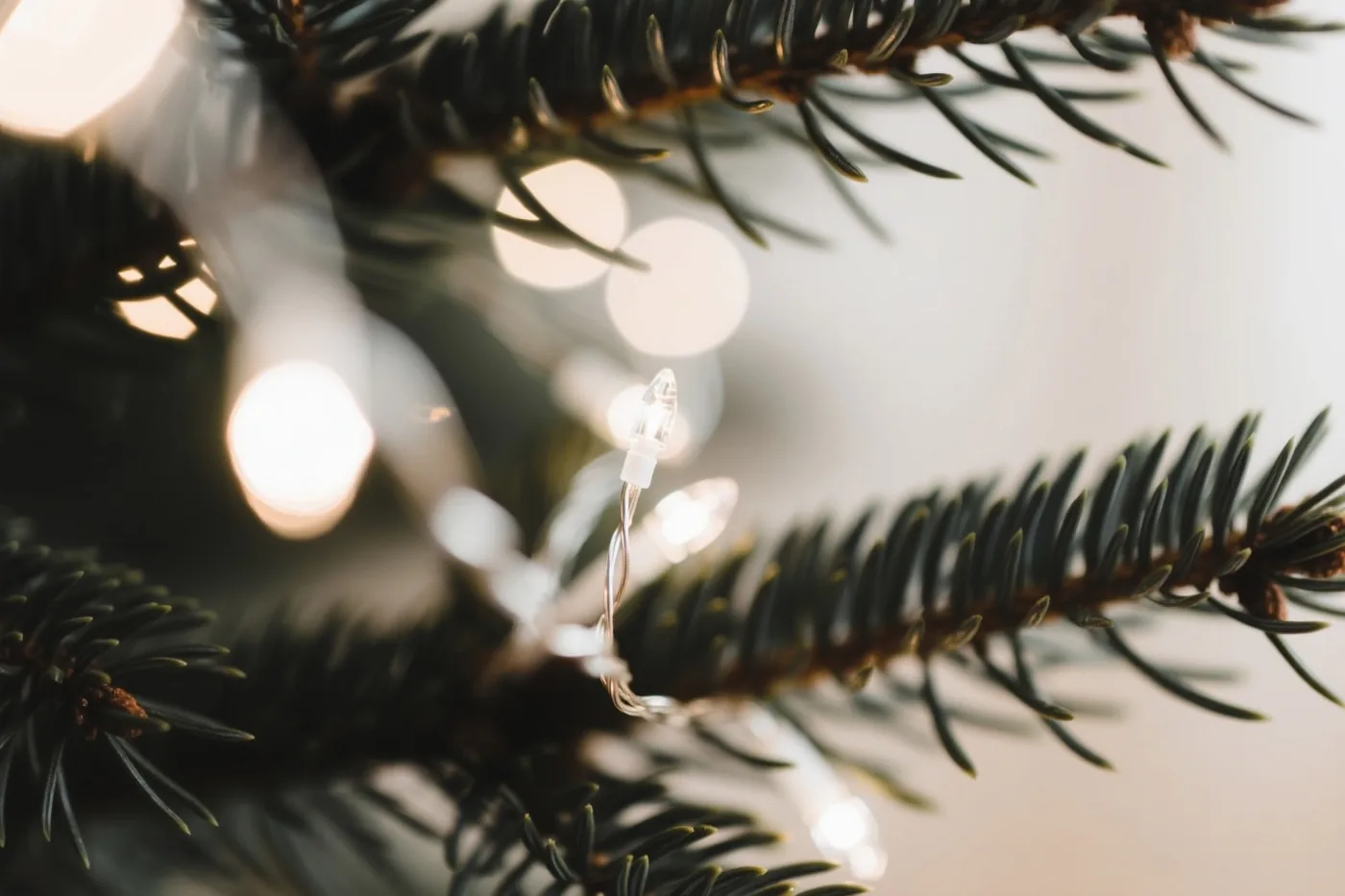 Donkere dennennaalden zijn van dichtbij te zien, met onscherpe lichtjes op de zacht verlichte achtergrond.