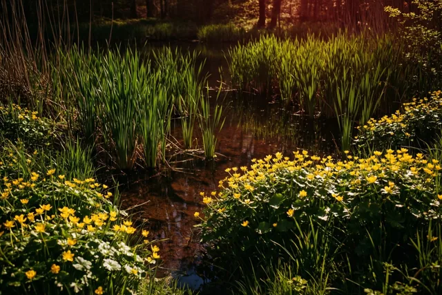 Groen blad en gele dotterbloemen weerspiegelen in het kalme water van een vijver met hoog riet in een zonnig moeraslandschap.