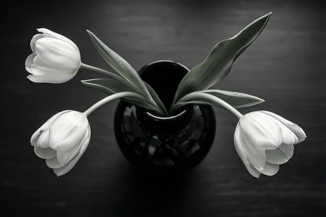 Lente in zwart en wit