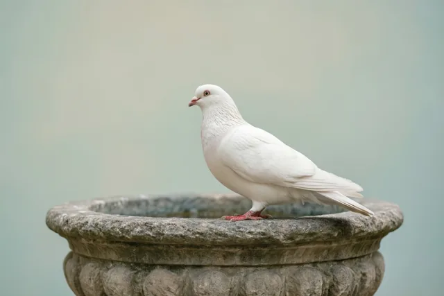 Een witte duif zit op de rand van een verweerde stenen doopvont tegen een zachte, onscherpe achtergrond in gedempte tinten.