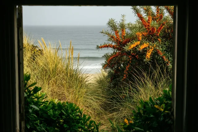 Door een donker raamkozijn zijn duinen met goudkleurig helmgras en oranje duindoornbessen te zien, met daarachter een grijze zee en een gedempte hemel.