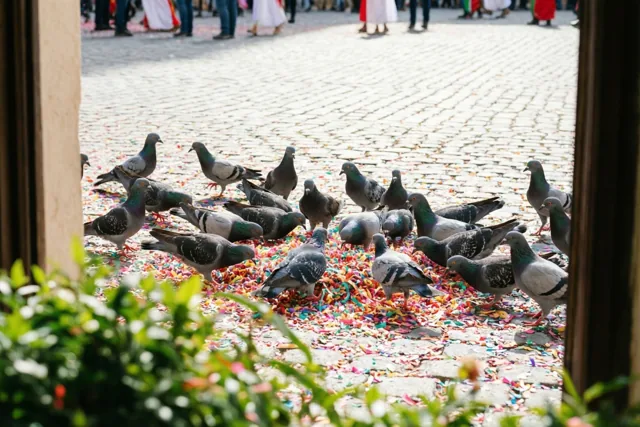 Duiven na het carnavalsfeest
