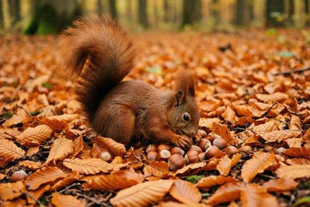 Een rode eekhoorn begraaft een hazelnoot tussen droge oranje beukenbladeren op de bodem van een herfstbos in warme aardetinten.
