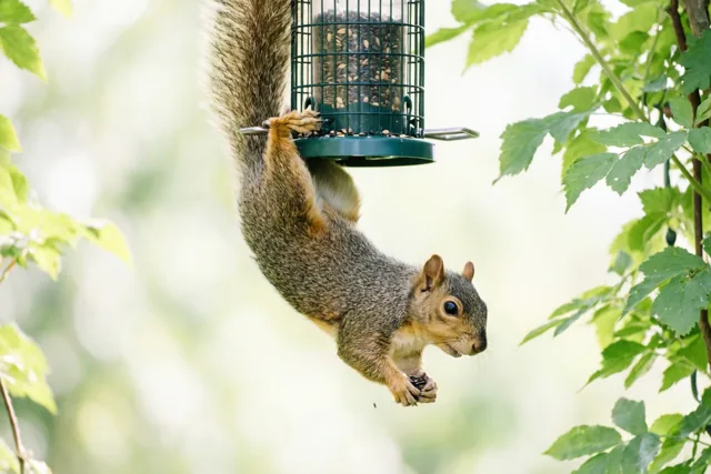 Een eekhoorn hangt ondersteboven aan een groene vogelvoederbak en reikt met zijn voorpoten naar zaadjes in een zonnige tuin.