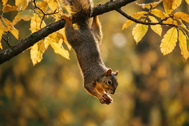 Een eekhoorn hangt ondersteboven aan een boomtak en houdt een hazelnoot vast tussen goudgele herfstbladeren.