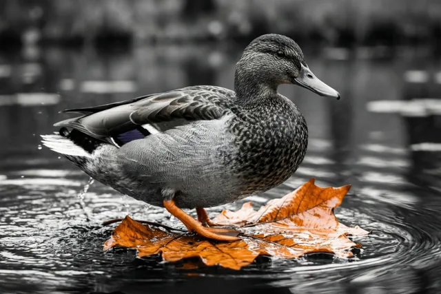 Oranje onder de eendenpoten