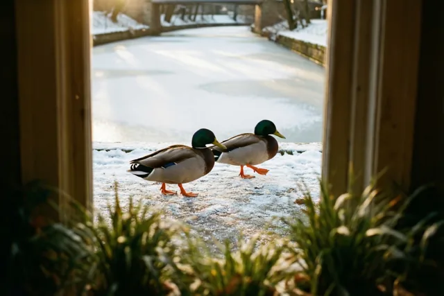 Door een houten raam zie je twee wilde eenden naast elkaar over een licht besneeuwd, bevroren kanaal lopen in warm winterzonlicht.