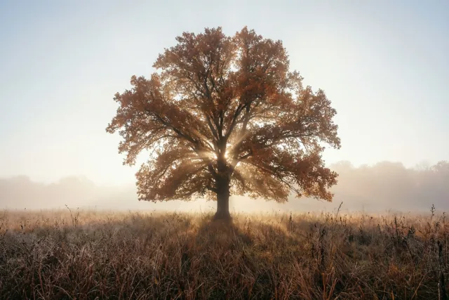 Een alleenstaande brede eik met roestkleurige bladeren staat in een mistig stoppelveld, waar het eerste zonlicht door de takken breekt.