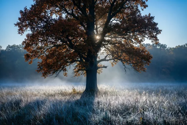Een alleenstaande brede eik met roestkleurige bladeren staat in een mistig stoppelveld met rijp, in koele blauwe en oranje tinten.