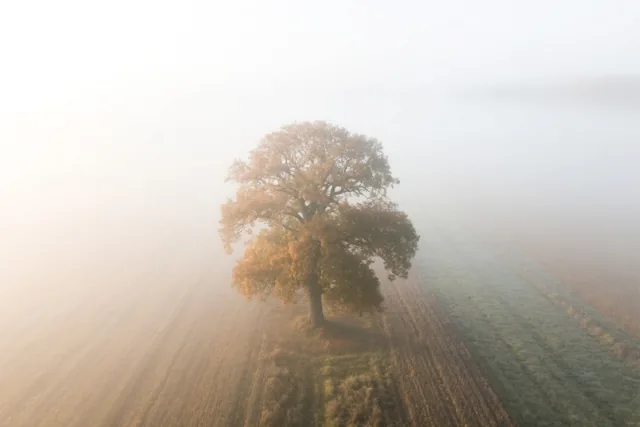 Wat blijft in de herfst
