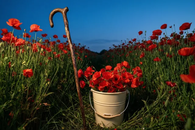 Een houten wandelstok en een crèmekleurige emmer met klaprozen staan vooraan in een rood klaprozenveld onder een heldere blauwe hemel.