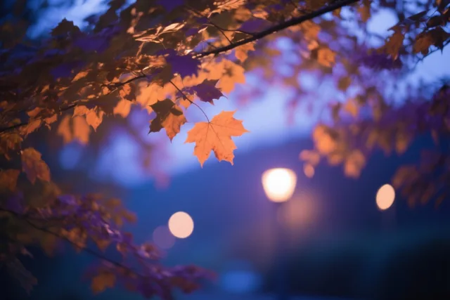 Esdoornbladeren tekenen zich als silhouetten af tegen een schemerlucht, met onscherpe lichtjes en warme oranje en koele blauwe tinten.