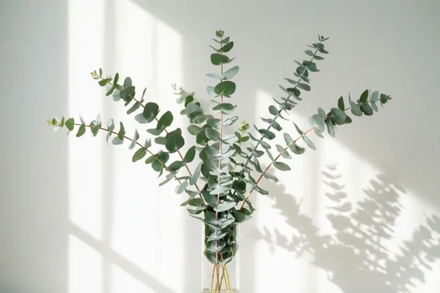 Een takje eucalyptus staat in een smalle doorzichtige vaas tegen een witte muur, met zachte schaduwen in natuurlijk licht.