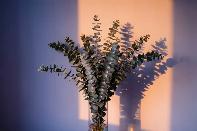 Een takje eucalyptus staat in een smalle glazen vaas tegen een muur met zachte schaduwen, verlicht in warme en koele tinten.