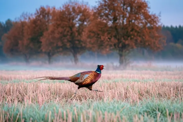 Een kleurrijke mannetjesfazant loopt door een stoppelveld bedekt met rijp, met daarachter een rij koperkleurige herfstbomen in de ochtendmist.