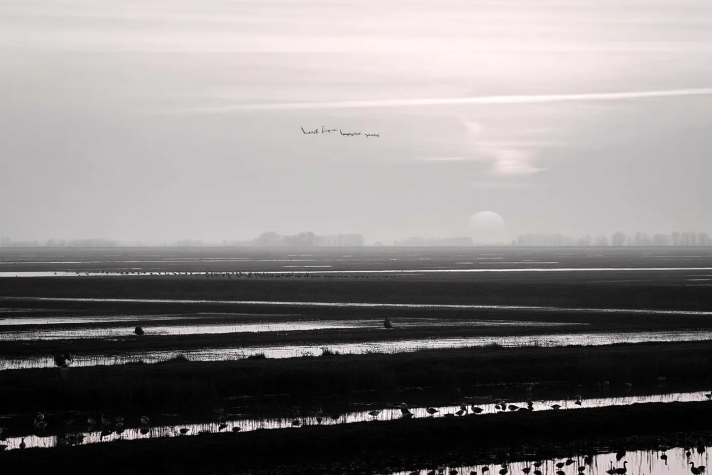 Een vlucht ganzen vliegt in de verte boven een weids polderlandschap bij zonsondergang, in gedempte tinten en een zachte nevel.