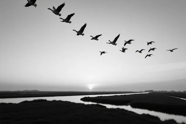 Een groep ganzen vliegt in formatie boven een waterrijk landschap met kronkelende waterlopen en riet, met de zon laag aan de horizon.