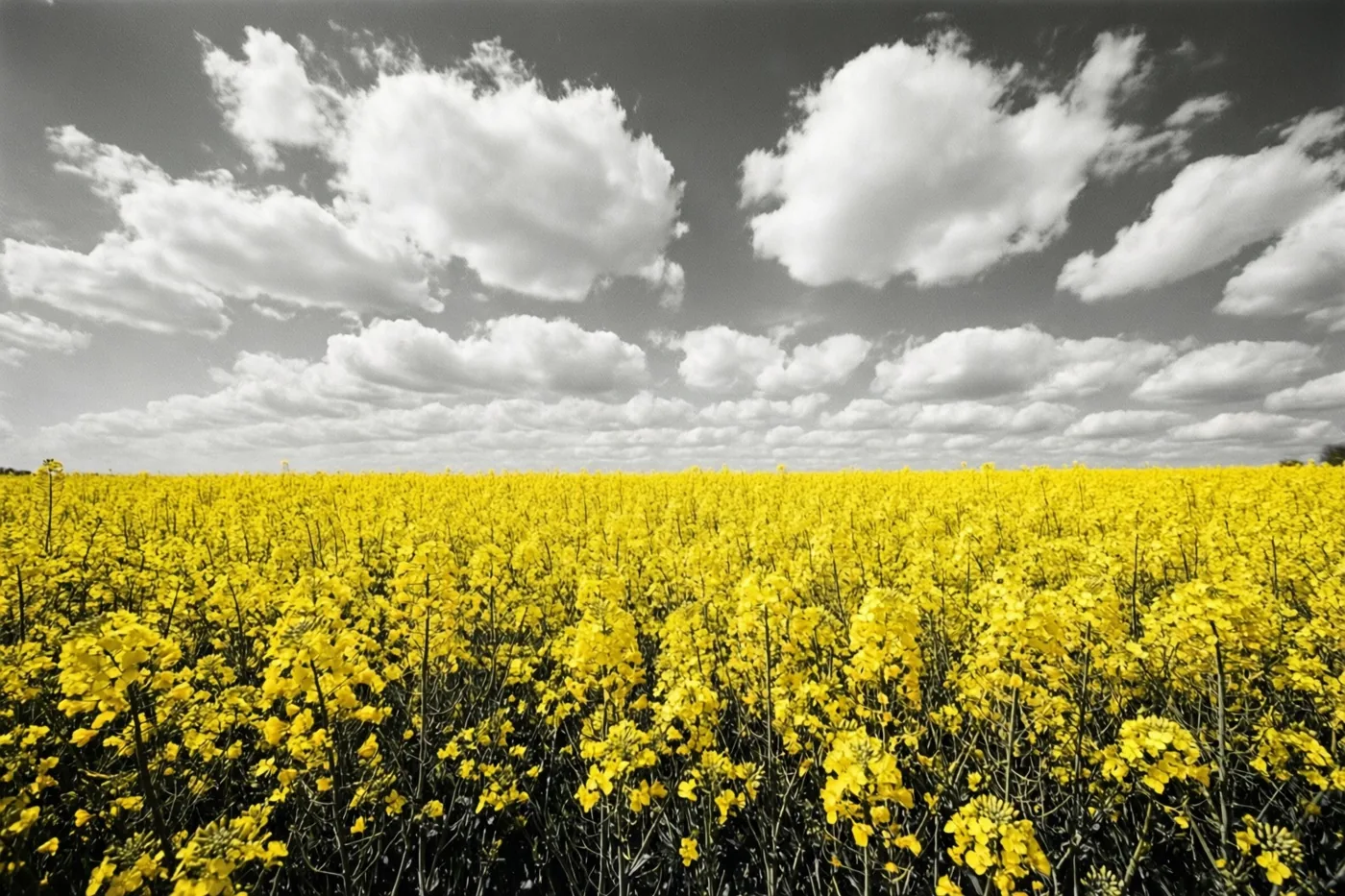 Een uitgestrekt veld felgele koolzaadbloemen loopt tot aan de horizon onder een wolkenlucht die in zwart-wit is weergegeven.