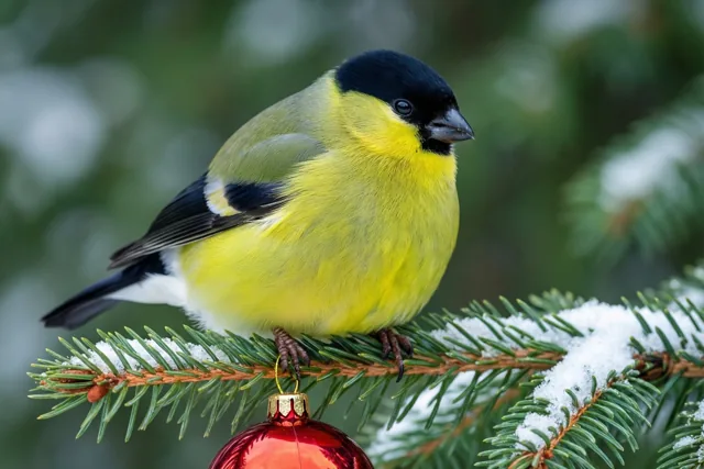 Kerstkleur van een klein vogeltje