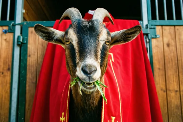 Een geit met gebogen horens draagt een rode bisschopsmantel met gouden rand en kauwt op groene bladeren voor een houten staldeur met groene metalen spijlen.