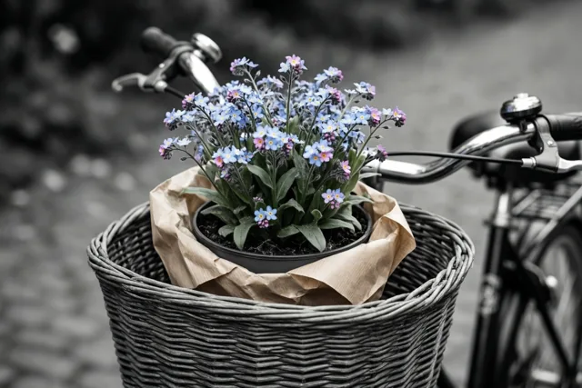 Een potje vergeet-mij-nietjes in bruin papier staat in een gevlochten fietsmand, waarbij alleen de bloemen kleur hebben in het zwart-witte beeld.